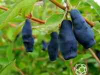 Жимолость Фиалка