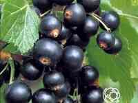 Смородина Гулливер черная