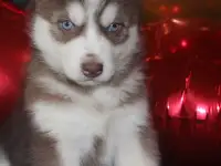 Щенки Сибирской Хаски, фотография 3