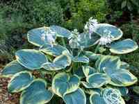 Хоста шуга дедди (m)