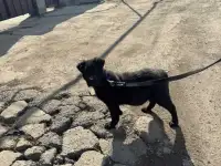 Лобрадор 6месяцев, фотография 3