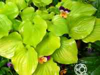 Хоста пост ит (m)