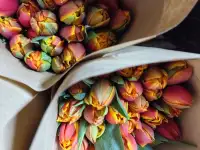 Тюльпаны оптом и в розницу к 8 марта, фотография 11