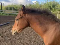 Продается полукровная донская кобылка, фотография 4