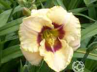 Лилейник Кастед Кэнди