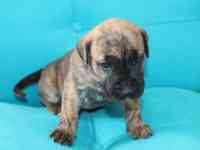 Продам щенков Канарского дога, фотография 3