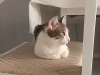 Отдам котенка в добрые руки, фотография 3