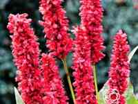 Горец змеиный фэт домино