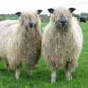 Племенные овцы Линкольн (скот из Европы класса Элита и Элита Рекорд), фотография 4