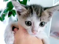 Дерзкий крысолов ищет свой дом!, фотография 2