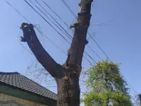 Спил деревьев по городу Алматы и Алматинской области, фотография 3