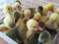 Продам утят и гусят, фотография 2