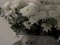 Шотландские чистокровные котята, котенок  редкие окрасы, фотография 3