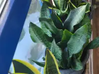 Продам Сансевиерию, фотография 8