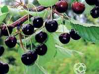 Черешня орловская фея