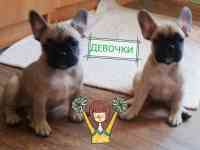Продам очаровательных щенков породы французский бульдог, фотография 2