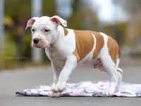 Американский стаффордширский терьер щенки продажа, фотография 7