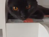 Отдам кота в хорошие руки, фотография 5