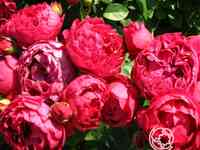 Роза аскот чайно-гибридная, тантау