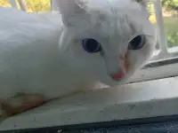 Девочка Лора, ищет новую семью, фотография 2