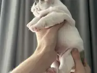 Очаровательные щенки, с сладкими складочками, фотография 4