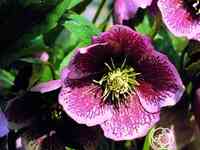 Морозник ред споттид