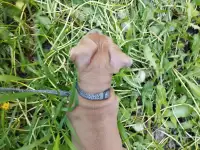 Щенок Амстаффа 2 месяца,мальчик, фотография 2