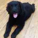 Продам щенков лабрадора черного окраса, фотография 3