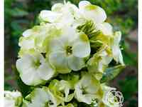 Флокс метельчатый Жадэ