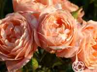 Роза свит дрим, фрайер