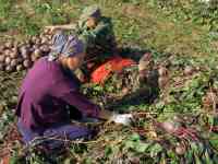 требуются рабочие для прополки и сбора огурцов свеклы и картофеля в Долинке вахта.