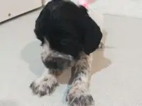 Готовятся к продаже щенки Русского спаниеля, фотография 8