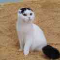 Патриция кошка от питомника шотландских вислоухих кошек Black Crystal