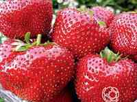 Семена Клубника Гигантелла 10шт