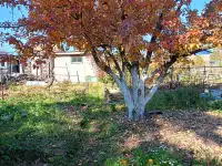 Дача в ст Борки, 6,7соток, фотография 3