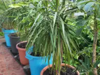 Продам большие драцены