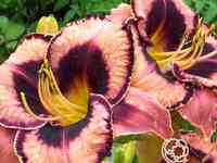 Лилейник овесом блоссом