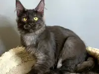 Мальчик мейнкун, фотография 6