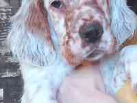 щенки английский сеттер, фотография 2