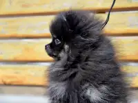 Щенки померанского шпица, фотография 2