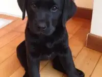 Продам щенка лабрадора, фотография 3