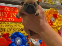Щенок французского бульдога от чемпионов России, фотография 4