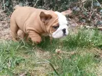 Здоровый красивый щенок английского бульдога, фотография 6