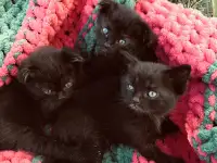 Котята вислоухие, фотография 6