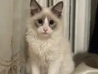 Котенок в прадаже, фотография 3