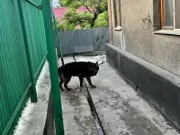 Отдам собаку, фотография 2