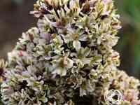 Флокс метельчатый пур филингз