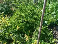 ПРОДАМ ДОМ В ДАЧНОМ КООПЕРАТИВЕ ТАМАРИКС зимний вариант, фотография 7