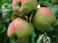 Яблоня антоновка десертная