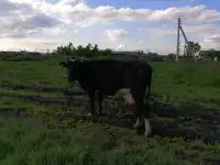 Продается корова!, фотография 3